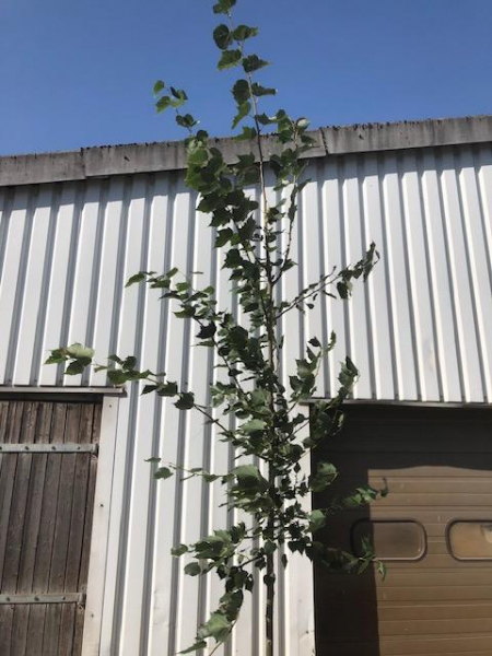 Mongolische Linde "Buda" ( Tilia mongolica "Buda") Großcontainer Hochstamm 4 m